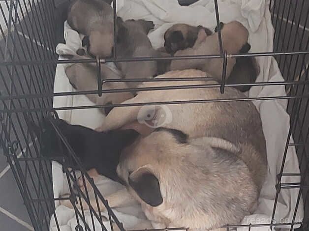 6 pug puppys 2 weeks old for sale in Aberdare/Aberdar, Rhondda Cynon Taf