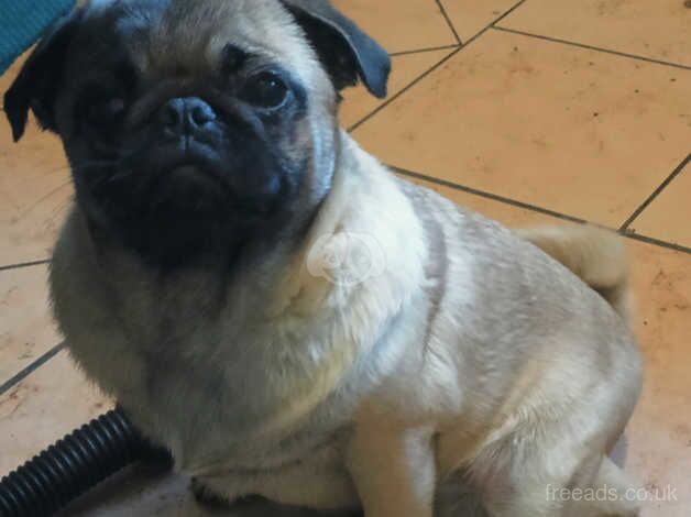 6month old pug for sale in Sale, Greater Manchester - Image 1