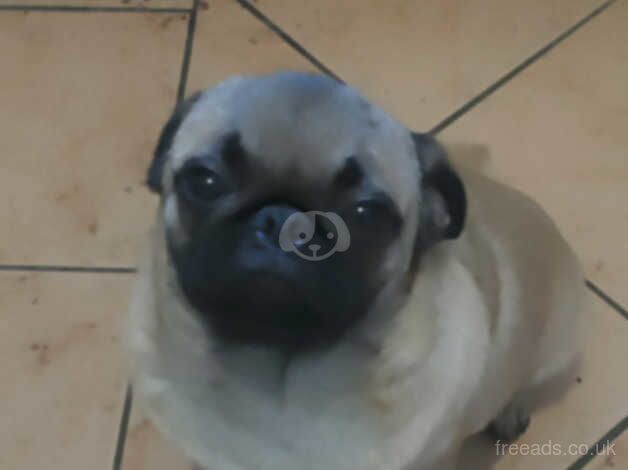 6month old pug for sale in Sale, Greater Manchester - Image 2