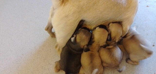 7 beautiful KC reg pug puppies ?? for sale in Gosport, Hampshire