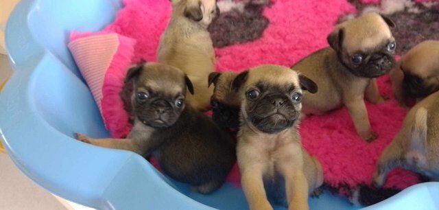 7 beautiful KC reg pug puppies ?? for sale in Gosport, Hampshire - Image 2