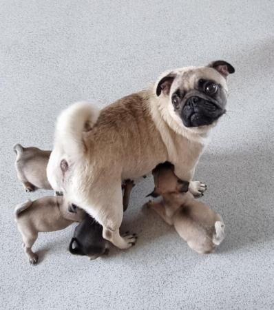 7 beautiful KC reg pug puppies ?? for sale in Gosport, Hampshire - Image 3