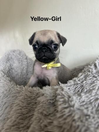 7 beautiful KC reg pug puppies ?? for sale in Gosport, Hampshire - Image 4