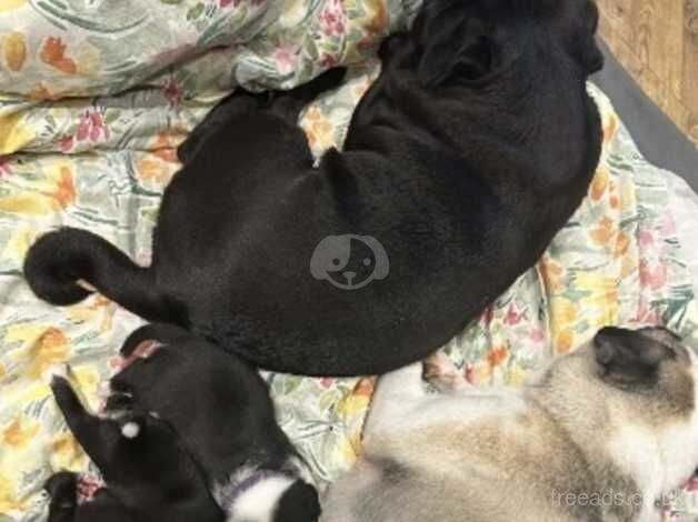 7 beautiful pug puppies! for sale in Glasgow, Glasgow City