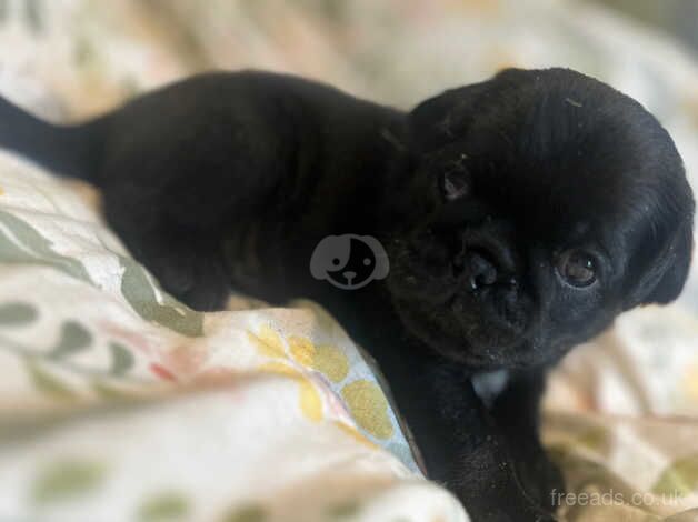 7 beautiful pug puppies! for sale in Glasgow, Glasgow City - Image 2