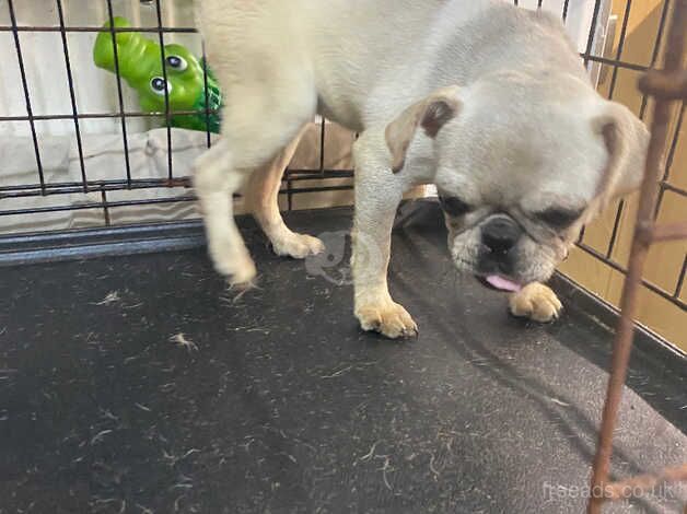 Pug Puppies for sale in Norfolk