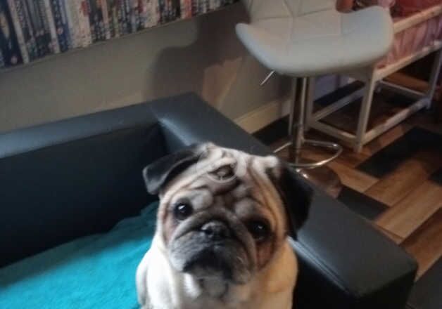 7ry old pug light brown for sale in Manchester, Greater Manchester