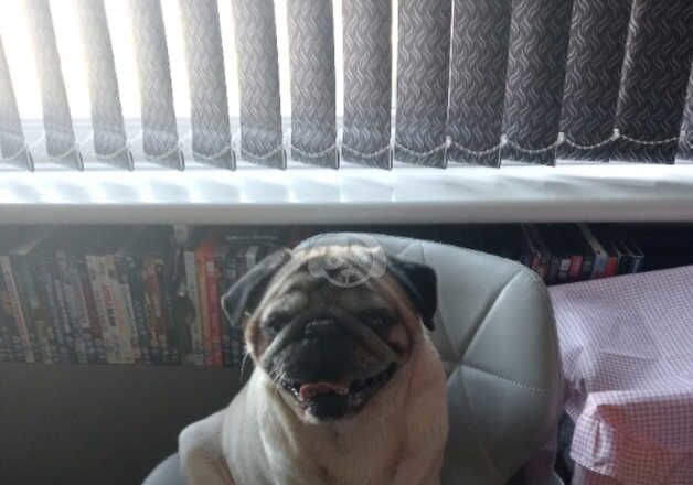 7ry old pug light brown for sale in Manchester, Greater Manchester - Image 2