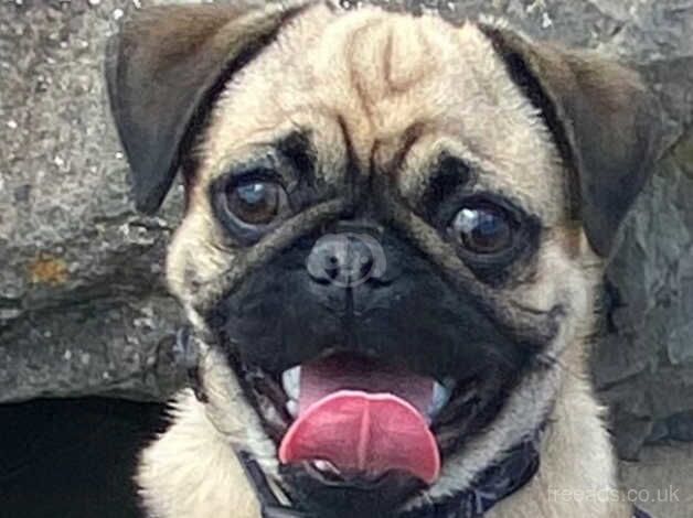 8 months old Male Pug for rehoming for sale in South Molton, Devon - Image 1