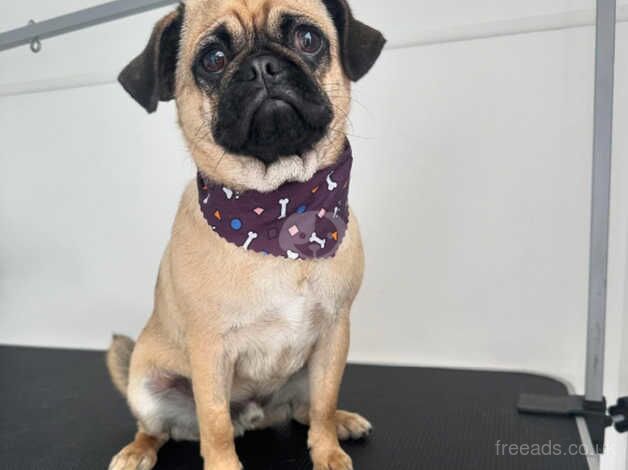 8 months old Male Pug for rehoming for sale in South Molton, Devon - Image 3