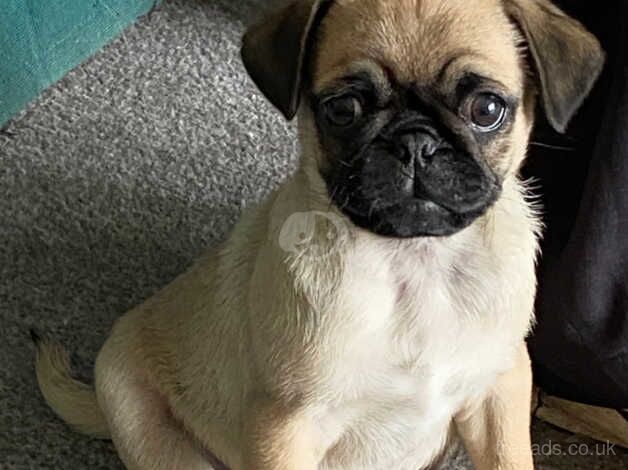 8 months old Male Pug for rehoming for sale in South Molton, Devon - Image 4