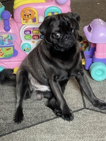 9 months old male pug for sale in Blackpool, Lancashire