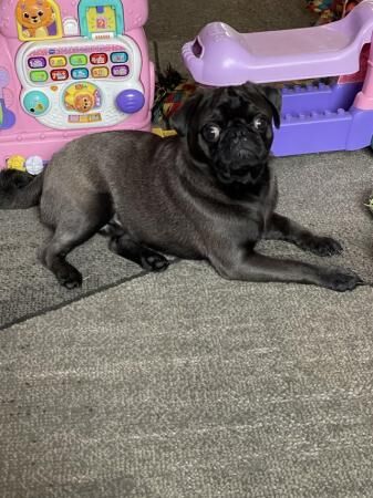 9 months old male pug for sale in Blackpool, Lancashire - Image 2