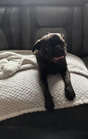 9 months old male pug for sale in Blackpool, Lancashire - Image 3