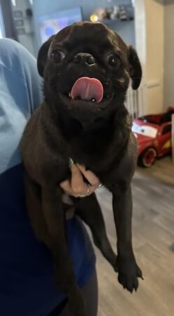 9 months old male pug for sale in Blackpool, Lancashire - Image 4