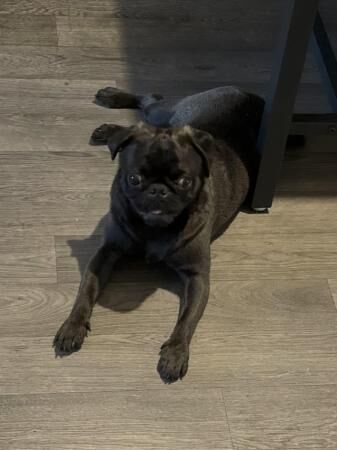 9 months old male pug for sale in Blackpool, Lancashire - Image 5