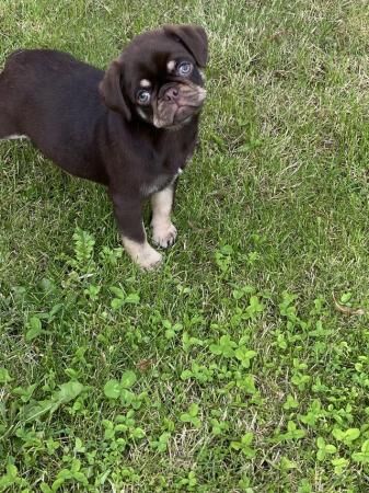 9 week old pug brown and tan for sale in Morley, West Yorkshire