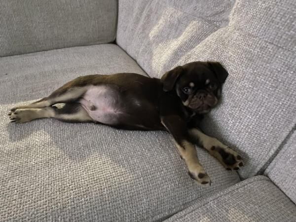 9 week old pug brown and tan for sale in Morley, West Yorkshire - Image 2