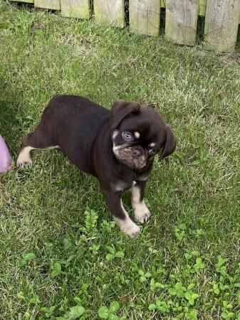 9 week old pug brown and tan for sale in Morley, West Yorkshire - Image 3