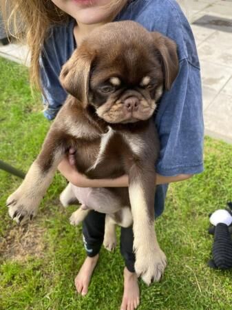 9 week old pug brown and tan for sale in Morley, West Yorkshire - Image 4