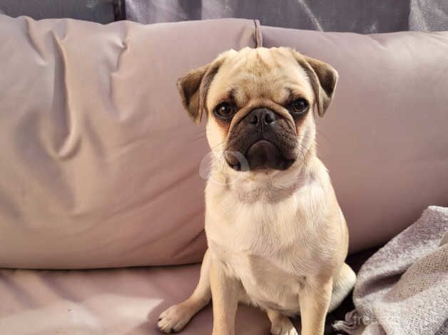 Adorable Pug puppies for sale in Coventry, West Midlands - Image 2