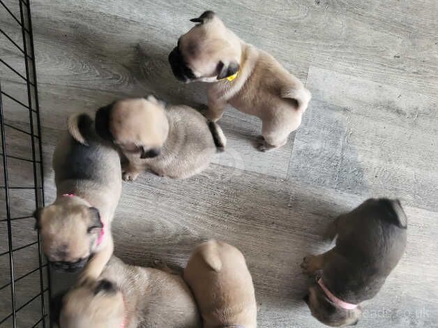 Adorable Pug puppies for sale in Coventry, West Midlands - Image 3