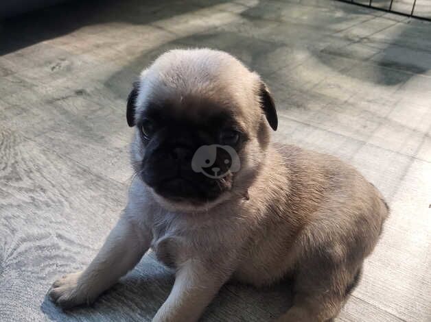 Adorable Pug puppies for sale in Coventry, West Midlands - Image 4