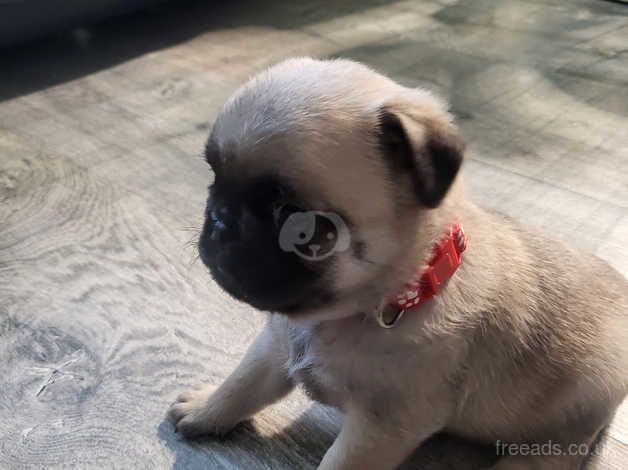 Adorable Pug puppies for sale in Coventry, West Midlands - Image 5