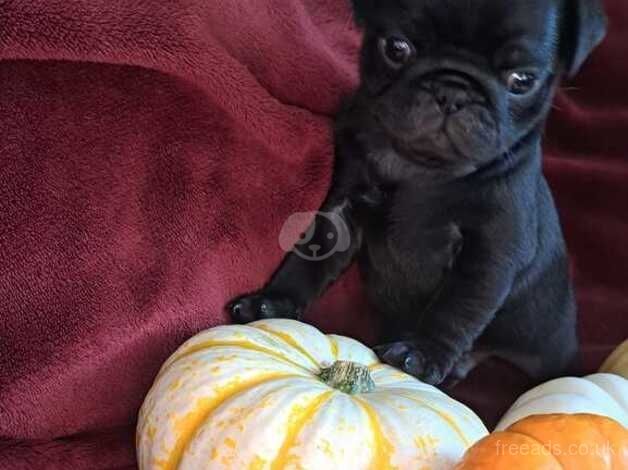 Adorable pug puppies for sale in Sittingbourne, Kent