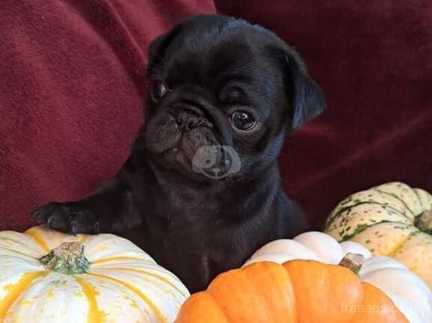 Adorable pug puppies for sale in Sittingbourne, Kent - Image 2