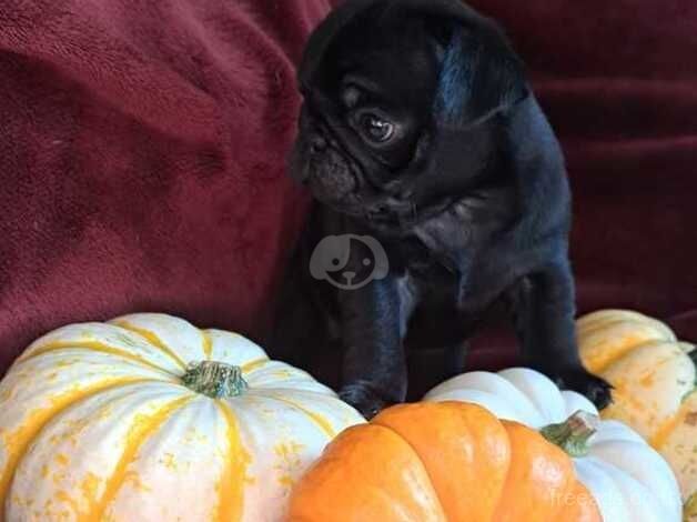 Adorable pug puppies for sale in Sittingbourne, Kent - Image 4