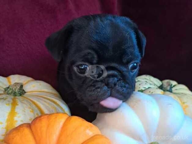 Adorable pug puppies for sale in Sittingbourne, Kent - Image 5