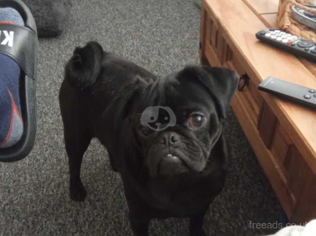 Beautiful 9 month old pug for sale in Chesterfield, Derbyshire