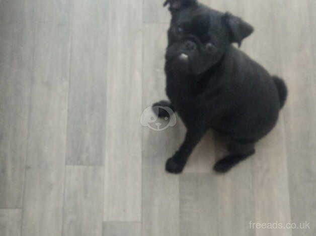 Beautiful 9 month old pug for sale in Chesterfield, Derbyshire - Image 2