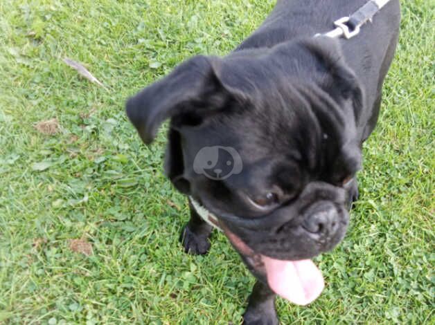 Beautiful 9 month old pug for sale in Chesterfield, Derbyshire - Image 3