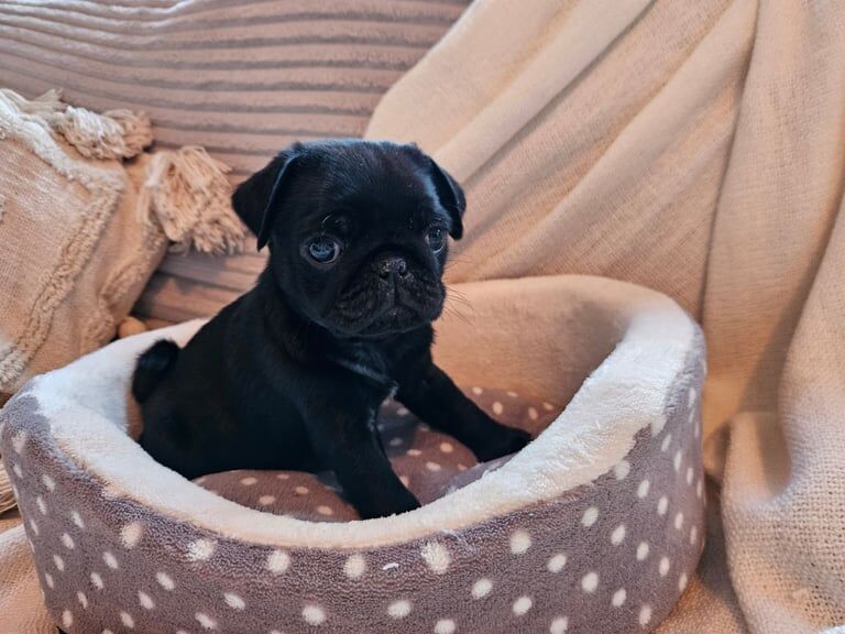 BEAUTIFUL, HEALTHY BABY PUGS - Ready gor collection on the 9th of Feb. for sale in Kingsbury, Brent, Greater London