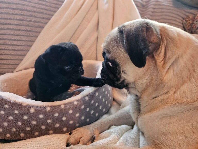 BEAUTIFUL, HEALTHY BABY PUGS - Ready gor collection on the 9th of Feb. for sale in Kingsbury, Brent, Greater London - Image 2