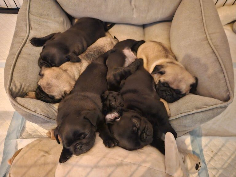 BEAUTIFUL, HEALTHY BABY PUGS - Ready gor collection on the 9th of Feb. for sale in Kingsbury, Brent, Greater London - Image 3