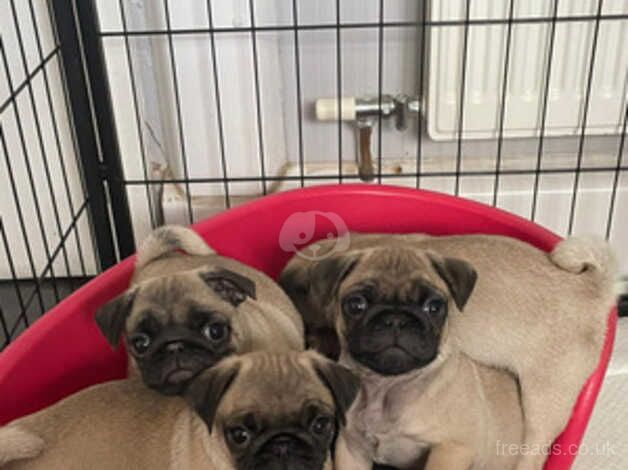 Beautiful KC fawn pugs for sale in Gainsborough, Lincolnshire