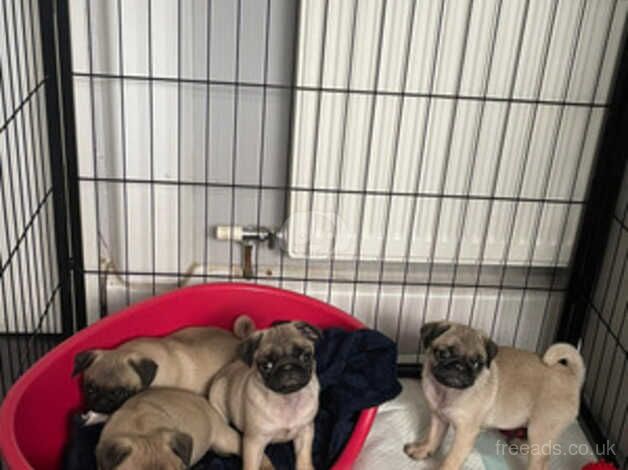 Beautiful KC fawn pugs for sale in Gainsborough, Lincolnshire - Image 2