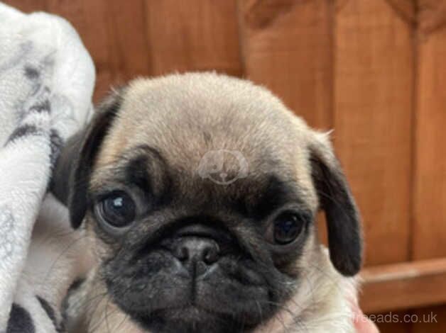 Beautiful KC fawn pugs for sale in Gainsborough, Lincolnshire - Image 3