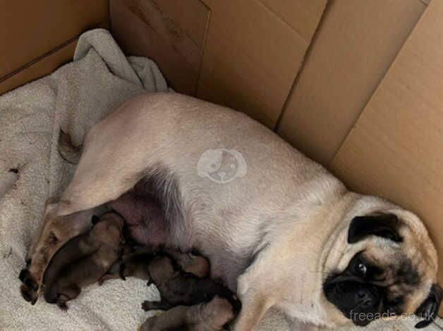 Beautiful KC fawn pugs for sale in Gainsborough, Lincolnshire - Image 4