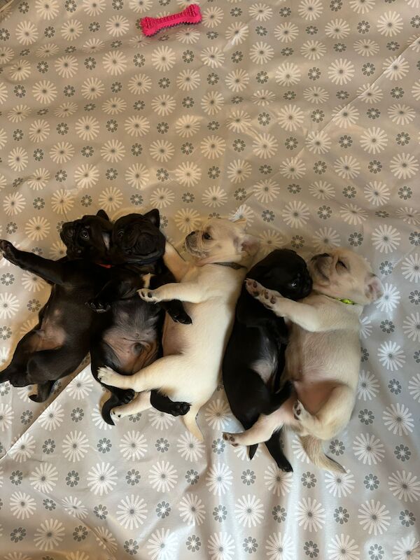 Pugs for sale in Staffordshire