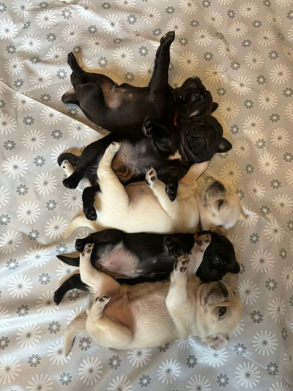 KC Registered Pug Puppies for sale in Staffordshire