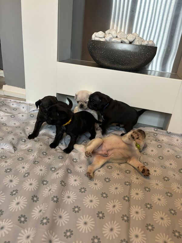 Pug Puppies for sale