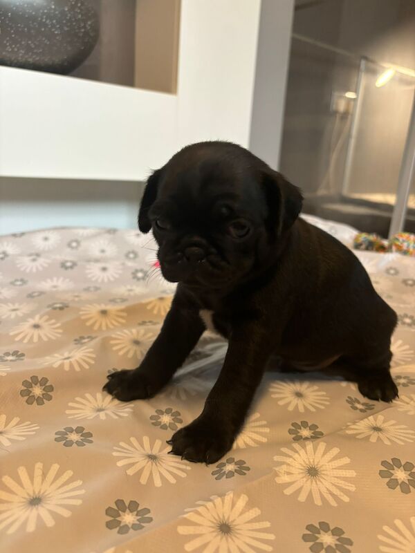 Only 1 left now rare charcoal Beautiful KC Reg pug puppies health tested parents for sale in Staffordshire - Image 9