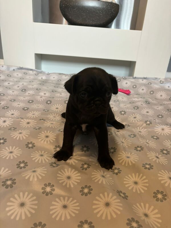 Only 1 left now rare charcoal Beautiful KC Reg pug puppies health tested parents for sale in Staffordshire - Image 10