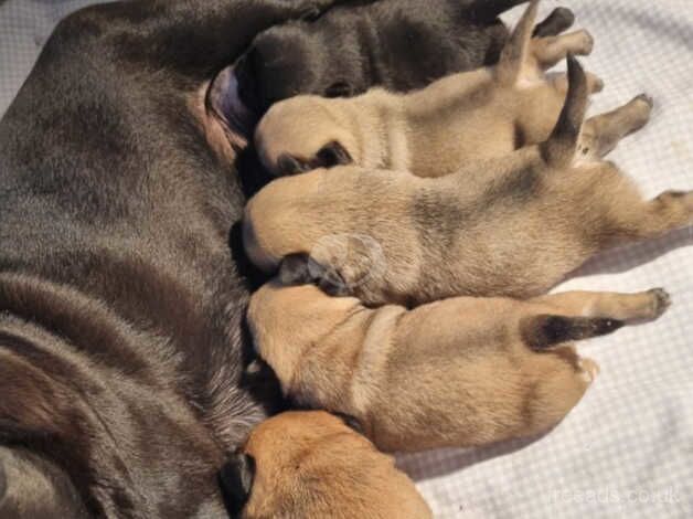 Beautiful Litter Pug Puppies ( Kc Reg ) for sale in London, City of London, Greater London - Image 1