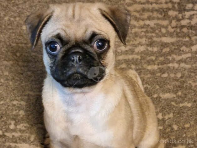 Pugs for sale in London, City of London, Greater London