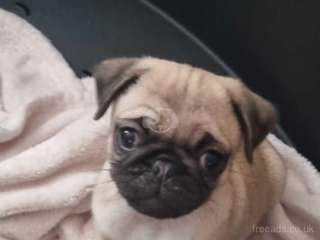 KC Registered Pug Puppies for sale in Greater London